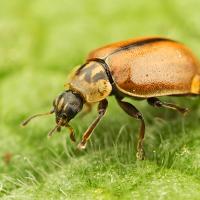 Larch Ladybird 2 